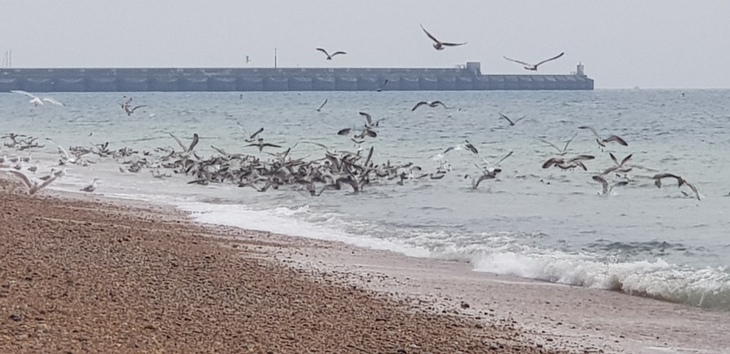 A beach scene with numerous birds taking flight above the water's edge, with a pier visible in the background.